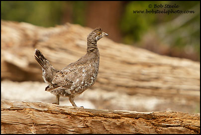 Sooty Grouse (Dendragapus fuliginosus)