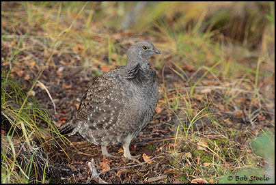 Sooty Grouse (Dendragapus fuliginosus)