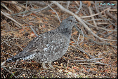 Sooty Grouse (Dendragapus fuliginosus)