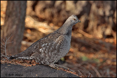 Sooty Grouse (Dendragapus fuliginosus)
