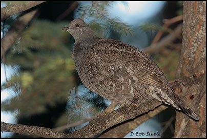 Sooty Grouse (Dendragapus fuliginosus)