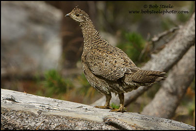 Sooty Grouse (Dendragapus fuliginosus)