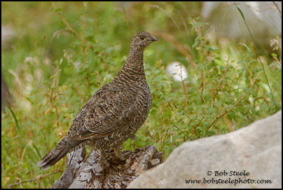 Sooty Grouse (Dendragapus fuliginosus)
