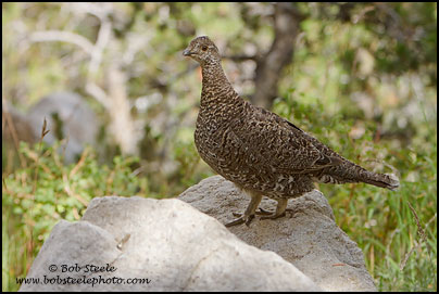Sooty Grouse (Dendragapus fuliginosus)