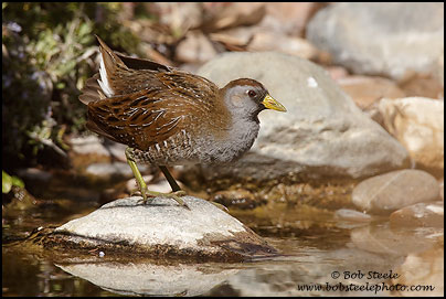 Sora (Porzana carolina)