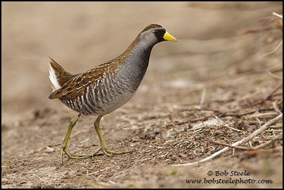 Sora (Porzana carolina)