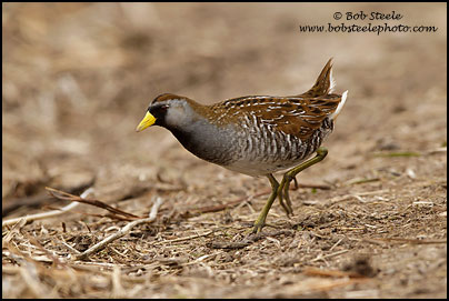 Sora (Porzana carolina)