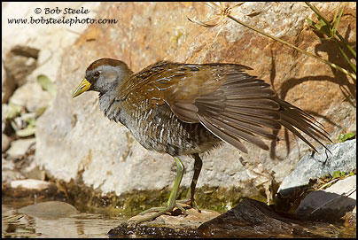 Sora (Porzana carolina)