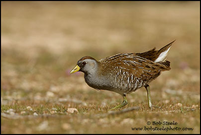 Sora (Porzana carolina)