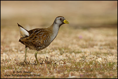 Sora (Porzana carolina)