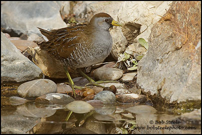Sora (Porzana carolina)
