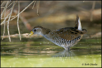 Sora (Porzana carolina)