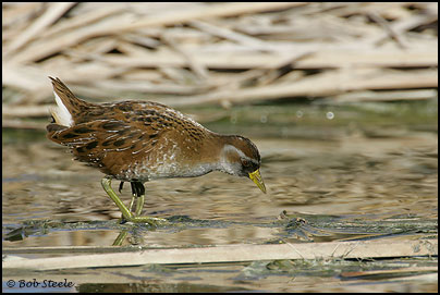Sora (Porzana carolina)