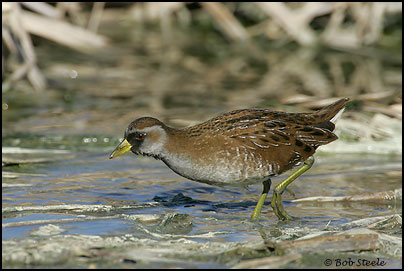 Sora (Porzana carolina)