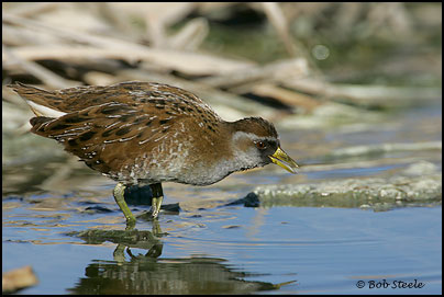 Sora (Porzana carolina)