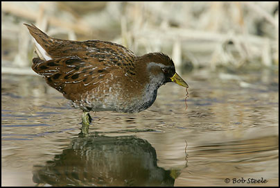 Sora (Porzana carolina)