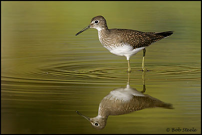 Solitary Sandpiper (Tringa solitaria)