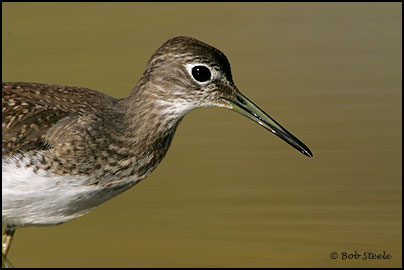 Solitary Sandpiper (Tringa solitaria)