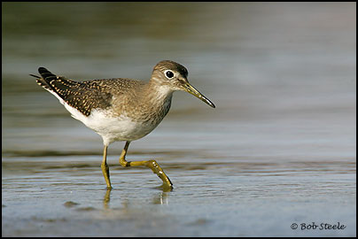 Solitary Sandpiper (Tringa solitaria)