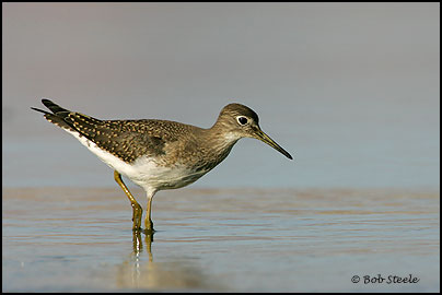 Solitary Sandpiper (Tringa solitaria)