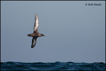 Sooty Shearwater (Puffinus griseus)