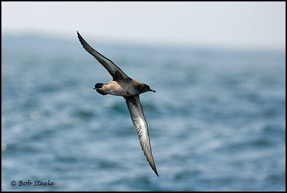 Sooty Shearwater (Puffinus griseus)