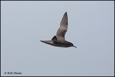 Sooty Shearwater (Puffinus griseus)