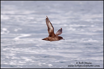 Sooty Shearwater (Puffinus griseus)