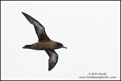 Sooty Shearwater (Puffinus griseus)