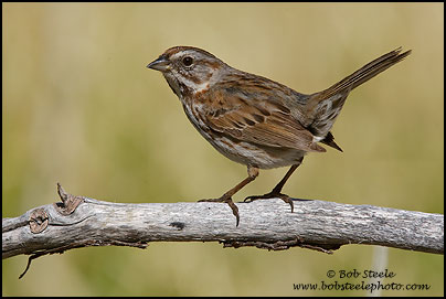 Song Sparrow (Melospiza melodia)