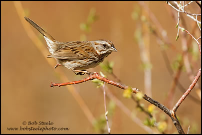 Song Sparrow (Melospiza melodia)
