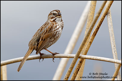Song Sparrow (Melospiza melodia)