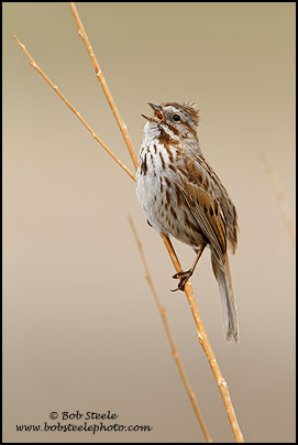 Song Sparrow (Melospiza melodia)