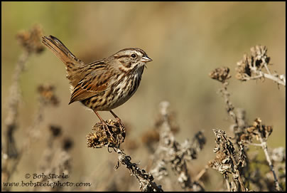 Song Sparrow (Melospiza melodia)