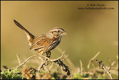 Song Sparrow (Melospiza melodia)