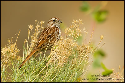 Song Sparrow (Melospiza melodia)