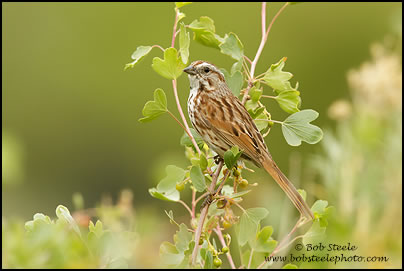 Song Sparrow (Melospiza melodia)