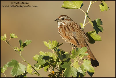 Song Sparrow (Melospiza melodia)