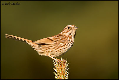 Song Sparrow (Melospiza melodia)