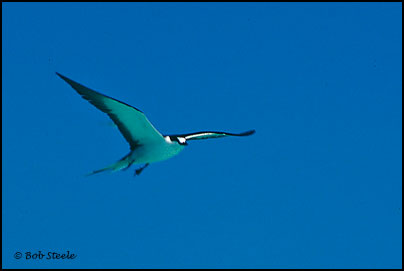 Sooty Tern (Onychoprion fuscata)