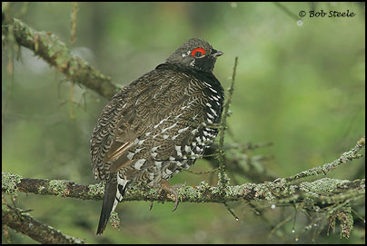 Spruce Grouse (Falcipennis canadensis)