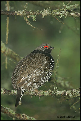 Spruce Grouse (Falcipennis canadensis)