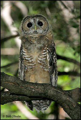 Mexican Spotted Owl (Strix occidentalis lucida)