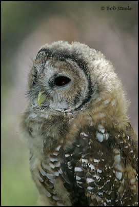 Mexican Spotted Owl (Strix occidentalis lucida)