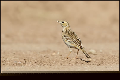 Sprague's Pipit (Anthus spragueii)