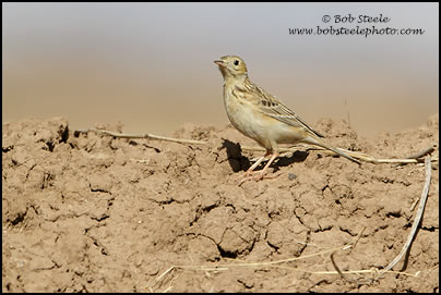 Sprague's Pipit (Anthus spragueii)