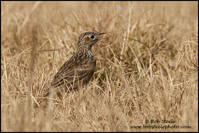 Sprague's Pipit (Anthus spragueii)