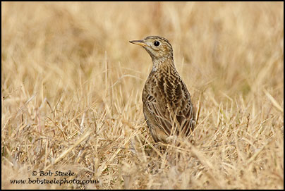 Sprague's Pipit (Anthus spragueii)
