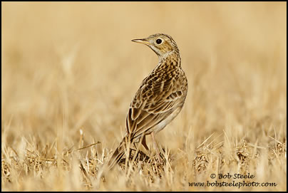 Sprague's Pipit (Anthus spragueii)