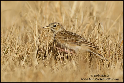 Sprague's Pipit (Anthus spragueii)